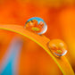 Amber5